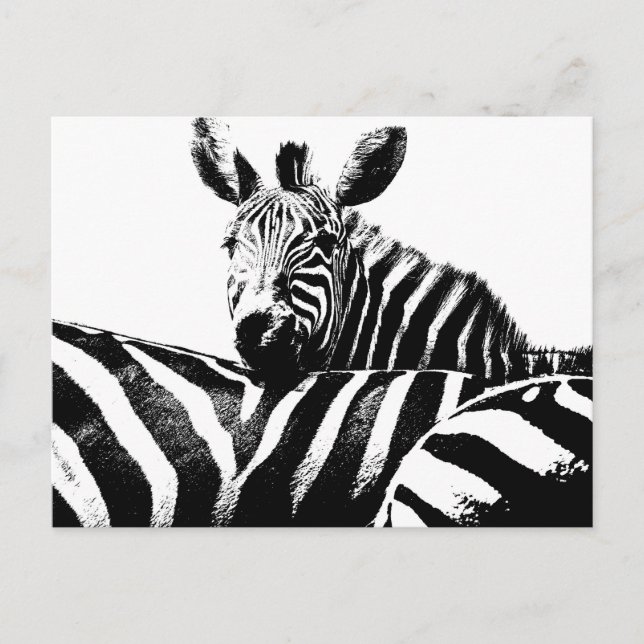 Modern Black & White Pop Art Picture Zebras Postcard (Front)