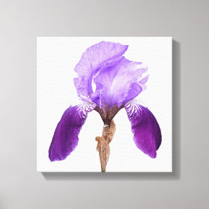 Modern boho pretty purple iris digital fine art canvas print
