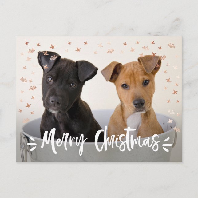 Modern Brush Script Christmas Photo Holiday Postcard (Front)