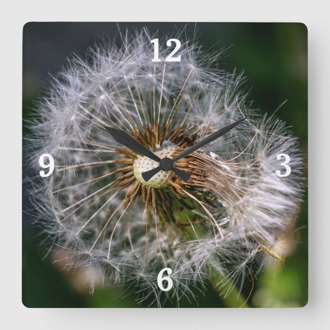 Modern Close Up Dandelion Photo Square Wall Clock (Front)