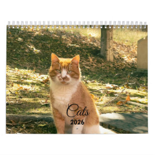 Modern Cute Funny Pet Kitten Cat Photos Calendar