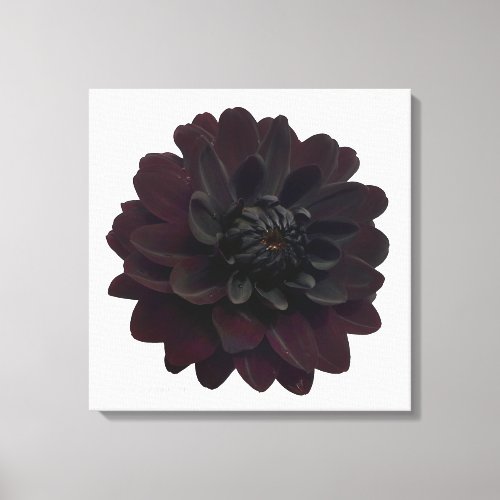 Modern Floral Black Dahlia Flower Canvas Print