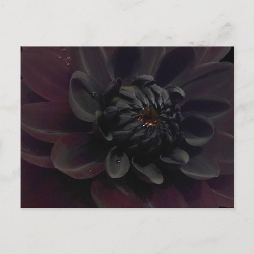 Modern Floral Black Dahlia Flower Postcard