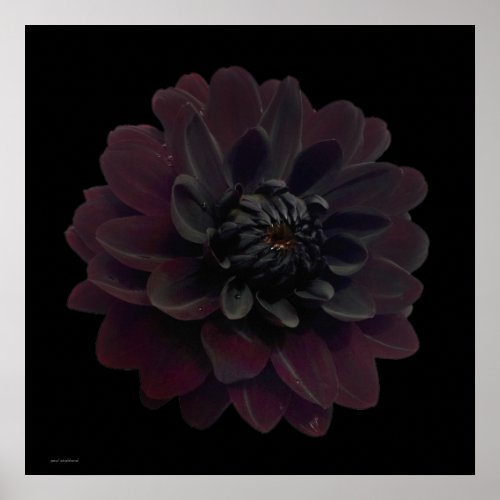 Modern Floral Pop Art Black Dahlia Flower on Black Poster