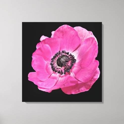 Modern Floral Vibrant Bright Pink Poppy Black Canvas Print