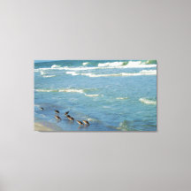 Modern Florida Shorebirds Ocean Photo
