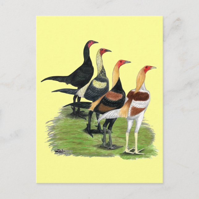 Modern Game Roosters Postcard (Front)