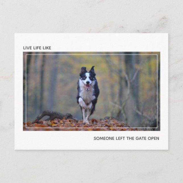 Modern Motivational Dog Graduation Congratulations Postcard (Front)