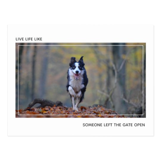 Modern Motivational Dog Graduation Congratulations Postcard