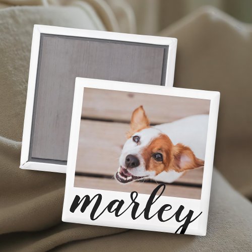 Modern Playful Simple Chic Pet Photo