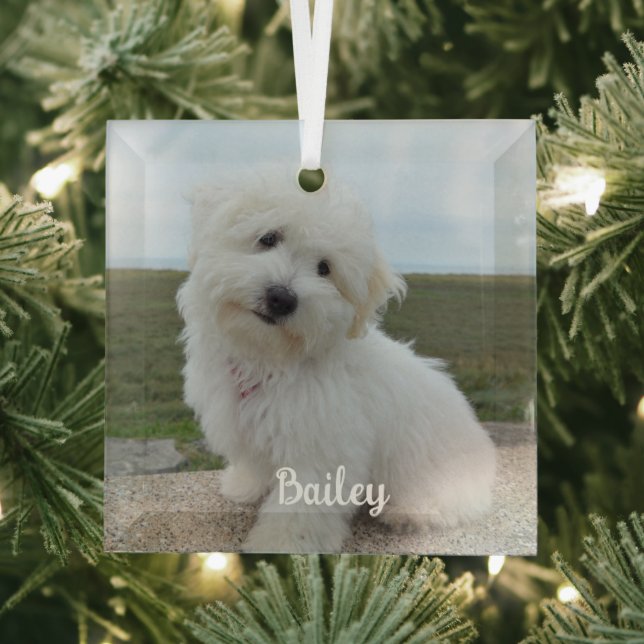 Modern Playful Simple Elegant Chic Pet Photo Glass Ornament (Insitu)