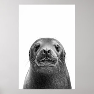 Modern Sea lion Portrait black white  Poster