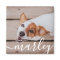 Modern Simple Playful Elegant Chic Pet Photo