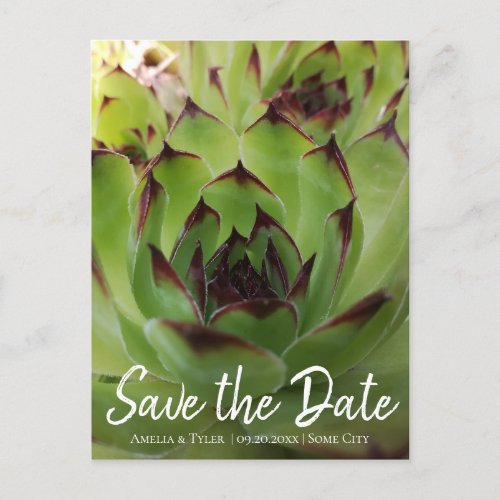 Modern Succulent Script Green Save the Date Announcement Postcard - Modern Succulent Script Green Save the Date Announcement Postcard. Botanical spring or summer wedding save the date card - features a photo of green and dark red succulent plant and modern white script. Change the details on the card with yours. Great for a rustic, floral and country wedding.