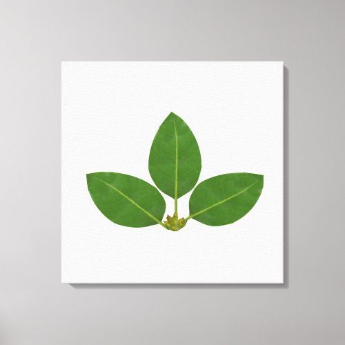 Modern Three Green Bay Leaves Canvas Print