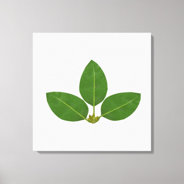 Modern Three Green Bay Leaves Canvas Print (Front)