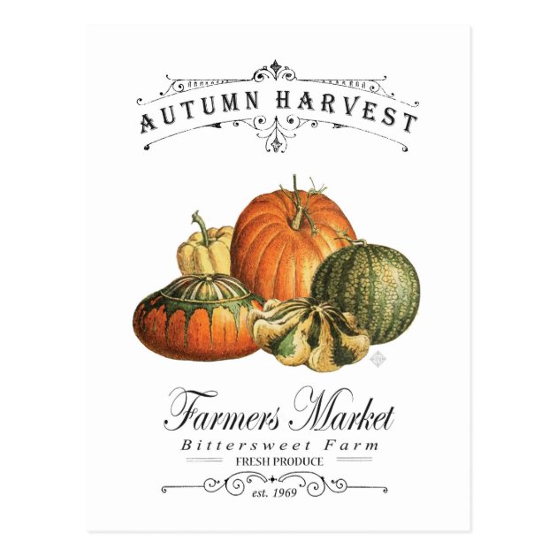 Modern Vintage Fall Gourds And Pumpkin Postcard