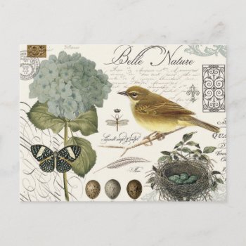 Modern Vintage French Bird And Nest Postcard by GIFTSBYHEATHERMYERS at Zazzle