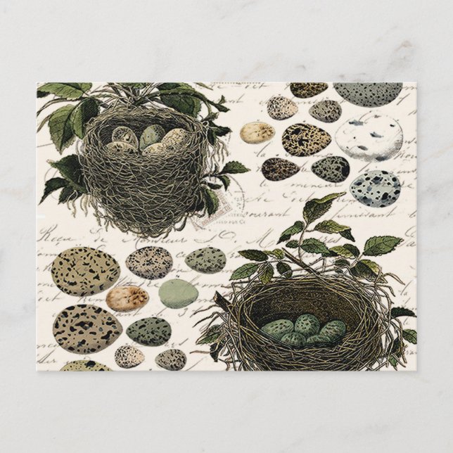 Modern Vintage French bird nests and eggs Postcard (Front)