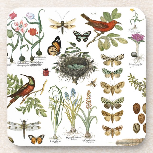 modern vintage french botanical birds and flowers coaster (Front)