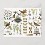 modern vintage french botanical birds and flowers postcard