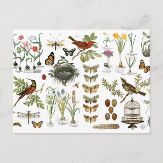 modern vintage french botanical birds and flowers postcard