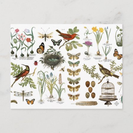 Modern Vintage French Botanical Birds And Flowers Postcard