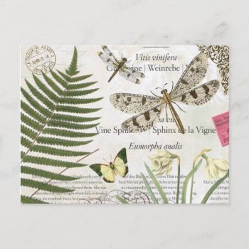 Modern Vintage French Dragonfly Postcard by GIFTSBYHEATHERMYERS at Zazzle