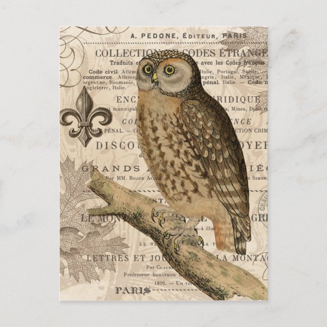 modern vintage french owl postcard (Front)