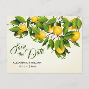 Modern Vintage Lemon Fruit   Wedding Save The Date Postcard