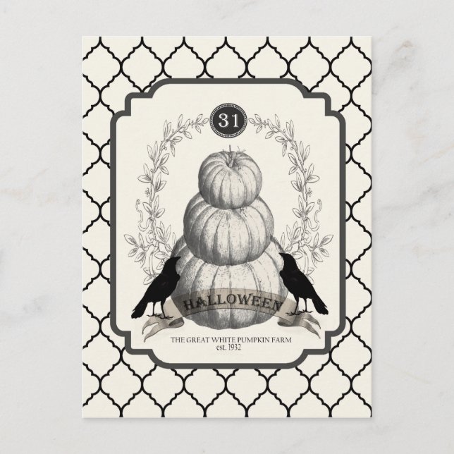 modern vintage white pumpkins postcard (Front)