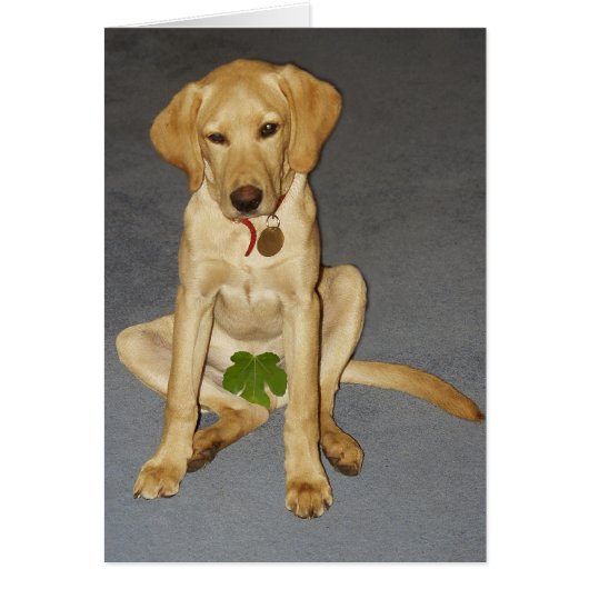 Modest puppy cards (Front)