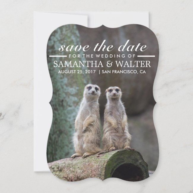 Modify This Funny Meerkats Save The Date