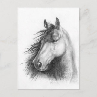 Moe the Morgan portrait post card