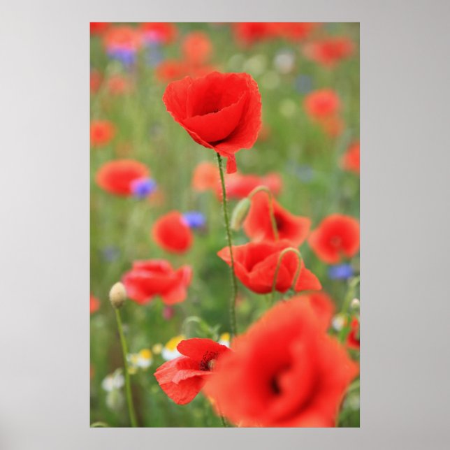 Mohn 2012 poster (Front)