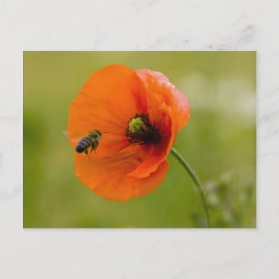 Mohn mit Biene Postcard