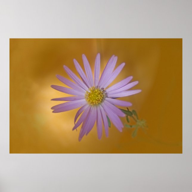 Mojave Aster Wildflower Poster (Front)