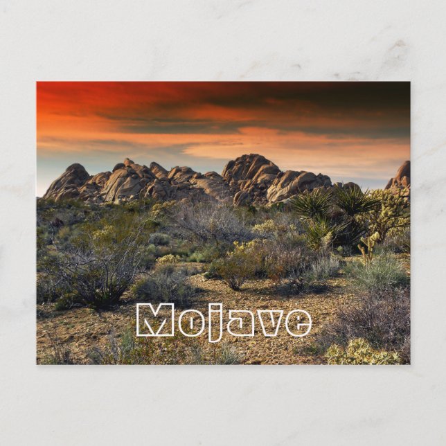 Mojave Desert, California Postcard (Front)