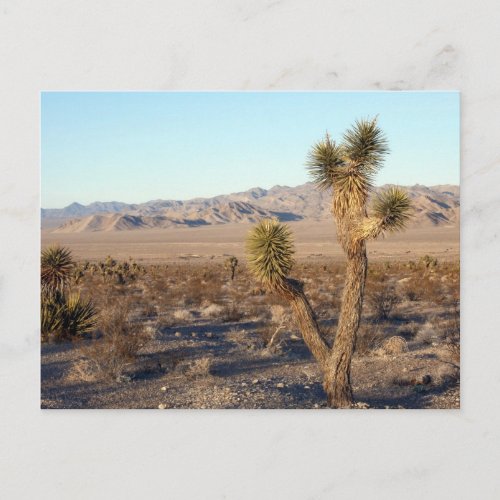 Mojave Desert scene 01 Postcard