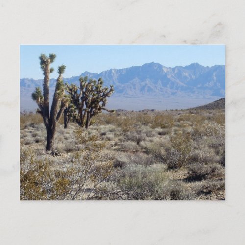 Mojave Desert scene 03 Postcard