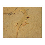 Mojave Fringe-Toed Lizard Canvas Print
