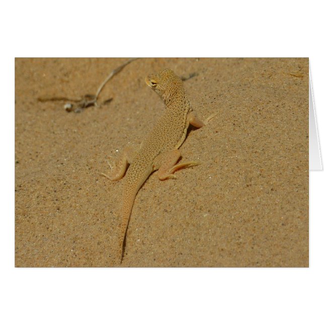 Mojave Fringe-Toed Lizard Cards (Front Horizontal)