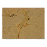 Mojave Fringe-Toed Lizard Desert Photography Poster