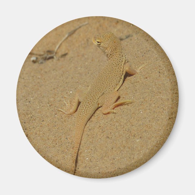 Mojave Fringe-Toed Lizard Magnet (Front)