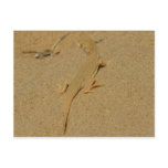 Mojave Fringe-Toed Lizard Postcard