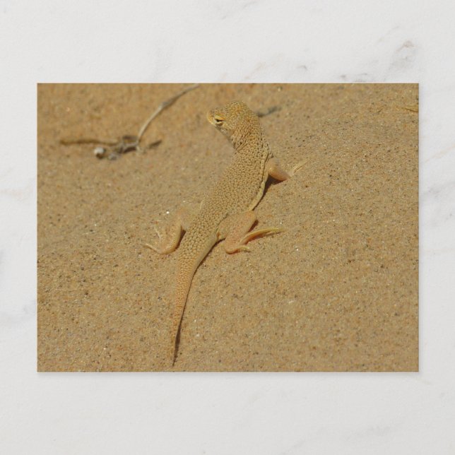 Mojave Fringe-Toed Lizard Postcard (Front)