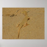 Mojave Fringe-Toed Lizard Poster