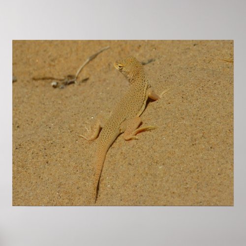 Mojave Fringe_Toed Lizard Poster