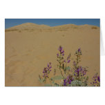 Mojave Indigo Bush and Kelso Dunes Card