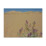 Mojave Indigo Bush and Kelso Dunes Postcard